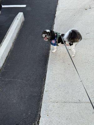 My dog after her trip to Grateful Pups. Look at that smile.