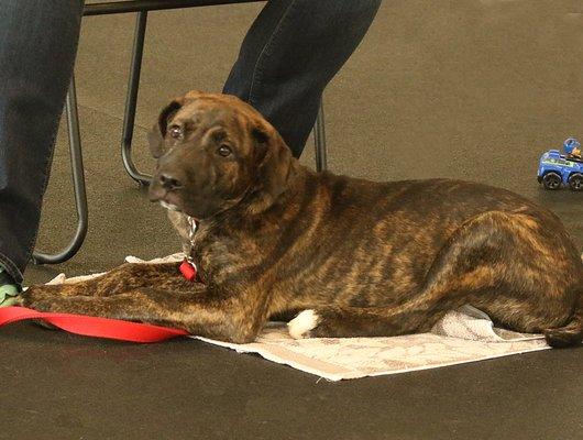 Mountain View Dog Training