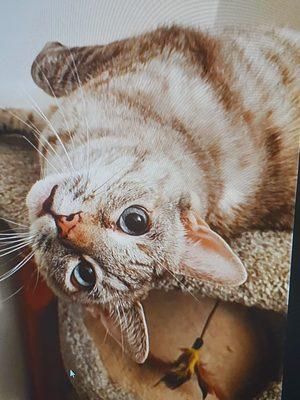 Holiday Humane Society Clinic