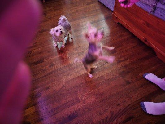 Kickin K-9s Pet Services