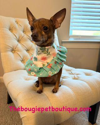 The Bougie Pet Boutique