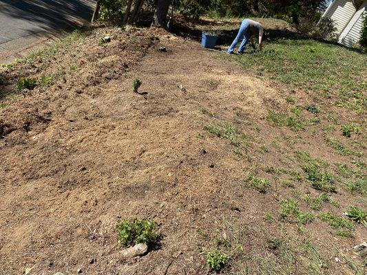 Woman’s Tree Trimming Cutting Down Trees and Landscaping