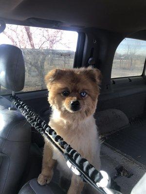 Pawsitively Pampered Pet Grooming