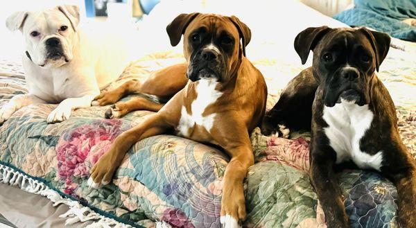 Ruffin It Doggy Daycare