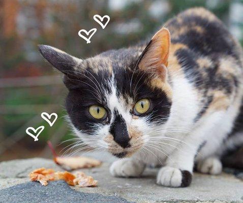 Aqua brill Pet Store