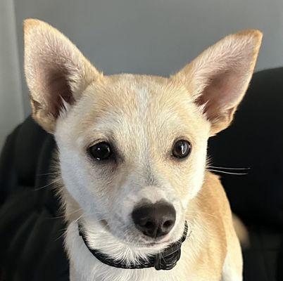 Animals' Hospital of Levittown