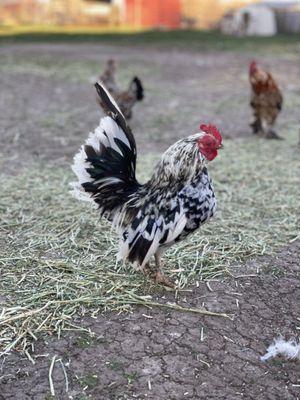 Two By Two Ranch & Petting Zoo