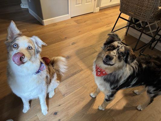 University Place Best Pet Grooming