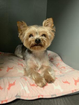 Dogs in Style Dog Grooming