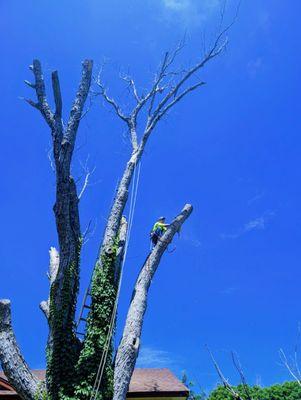 David’s Tree Service