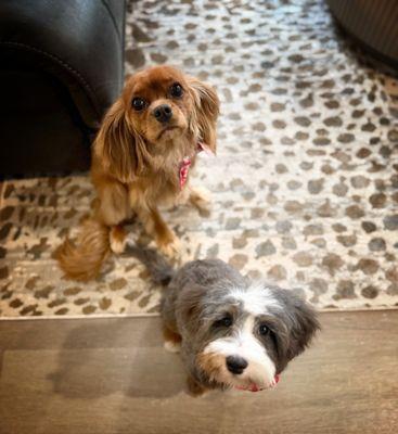 Awesome Dog Mobile Spa