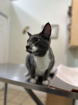 Meeko in the exam room