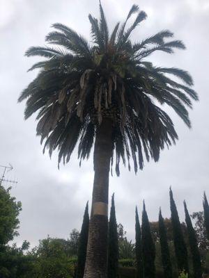 Ana Villatoro - Tree service