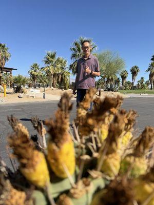 The Springs at Borrego RV Resort and Golf Course