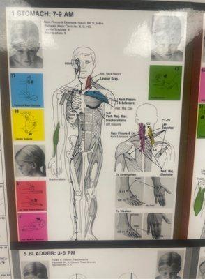 Flathead Reflexology Acupressure