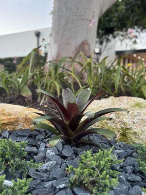 Bromeliad landscaping