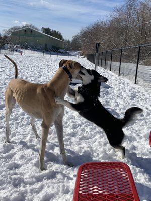 Barkland Avenue Dog Park
