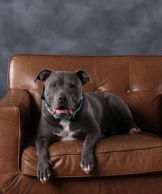 Platinum Portrait Artists