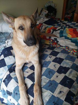 Humane Society of Burnett County