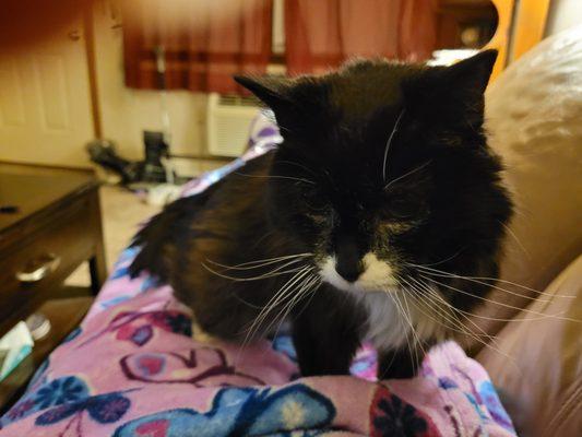 You gave me 17 amazing years, r.i.p my beautiful girl