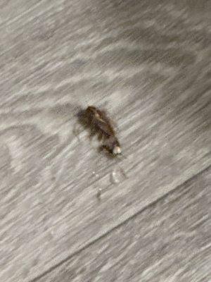 A roach I stepped on about three days ago.