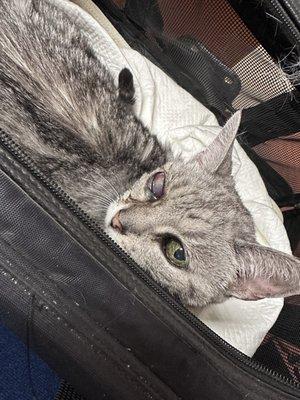 My Kitty's ruptured cornea.