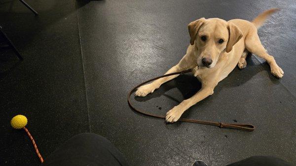 Impulse control around toys (balls)