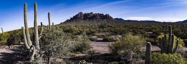 Tucson Desert