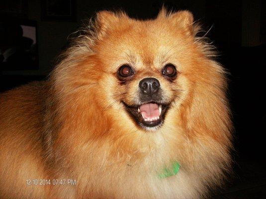 10 yr old POM