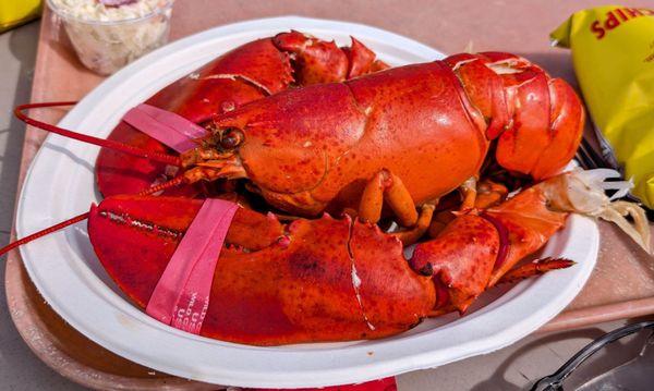 Abbott's Lobster In the Rough