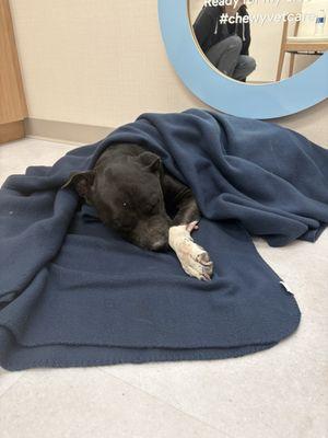 Chewy Vet Care Chandler