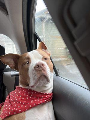 the dog in question (not that anyone asked)