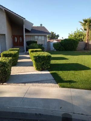 Professional Lawn Service