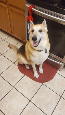 Doggie Style Cutz Mobile Grooming