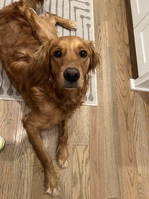 Northshore Animal Hospital