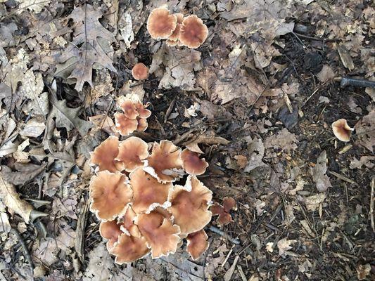 The Overlook at Forest Park