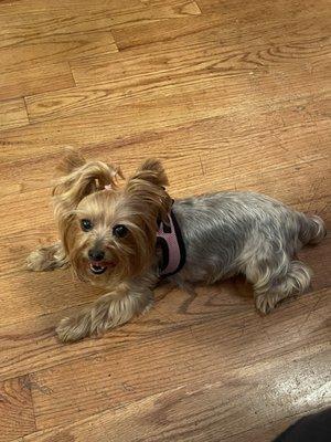 This a before picture with her hair long very long SHE CUT ALL OF THAT BEAUTIFUL HAIR AND MADE MY FEMALE DOG LOOK LIKE A BOY