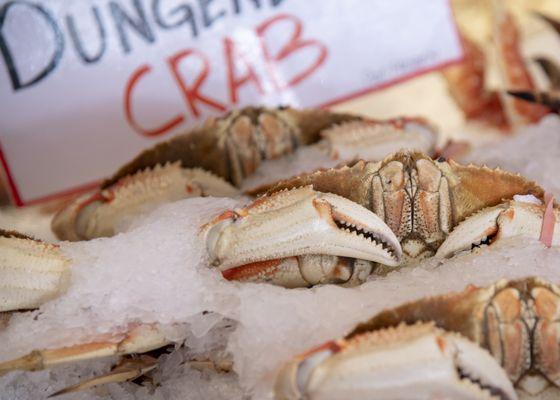 Dungen. crab