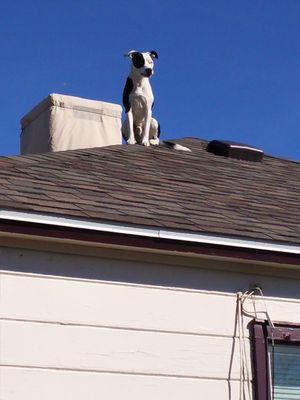 The Roof Ninja