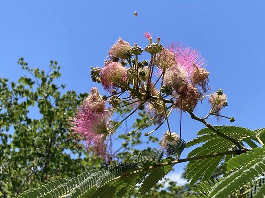 Persian Silk Tree