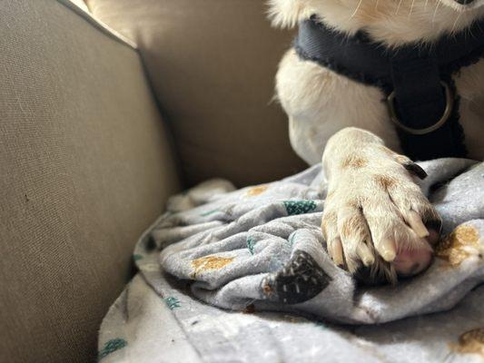 Hai Max Pet Grooming