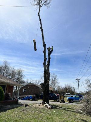Gdb Professional Tree Services
