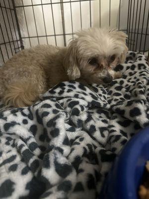 Low Cost Pet Vaccines