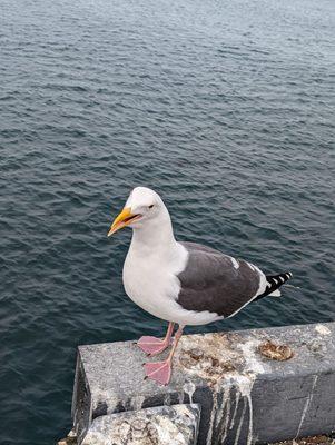 Check out this grumpy gull