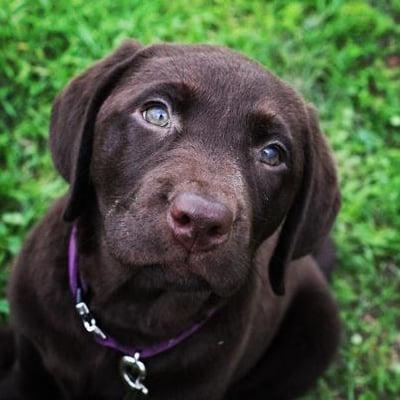 Ojai Village Veterinary Hospital