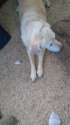 A Masterson Veterinary Clinic