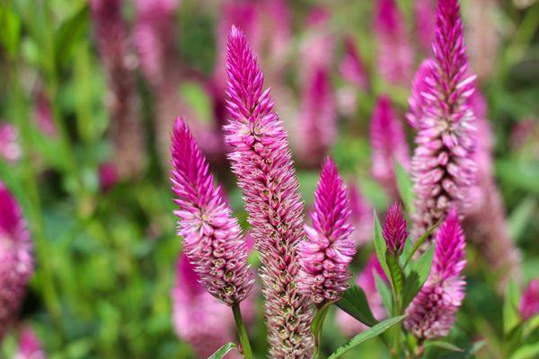 Suburban Lawn & Garden