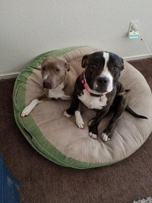 Roxy&Groot love Paws & Claws!!