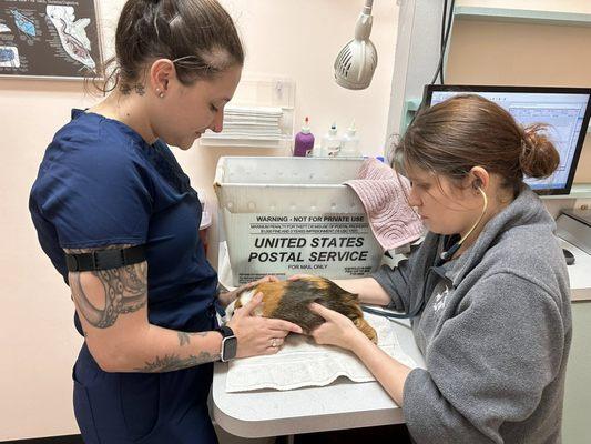 The Bird & Exotic Hospital