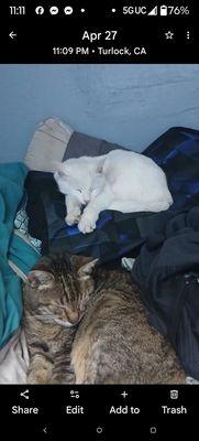 City of Turlock Animal Control